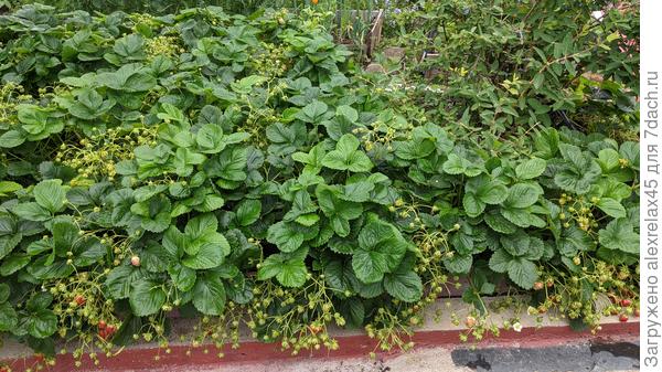 Купчиху загустил, ухаживать сложно... на то она и Купчиха