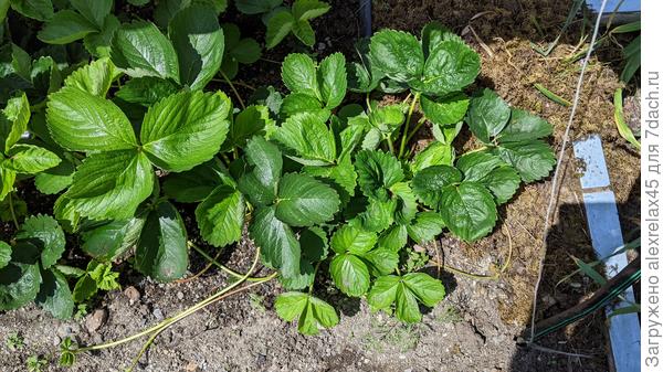 Вот мой кустик Альбы в маточнике. Слева Московский деликатес, он хоть и рем , но цветоносов тоже пока не вижу.