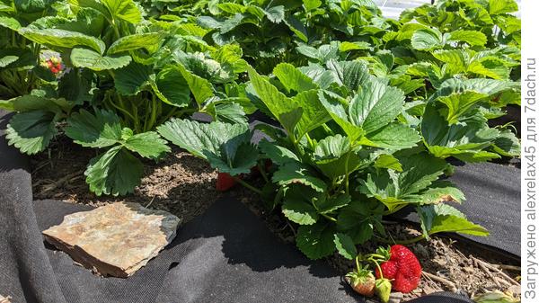 А вот кусты, полученные от сеянцев Альбиона ( немножко родственник Альбы, хотя и рем ). Ближний начал давать ягоду, а второй пока в отказе. И таких тунеядцев много. Но это совсем другая история. )