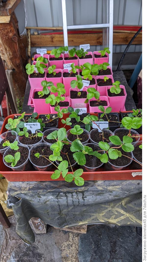 Нас заливает сильно. Часть &quot;задохлышей&quot; спрятал от избытка влаги на столике в беседке под крышей.