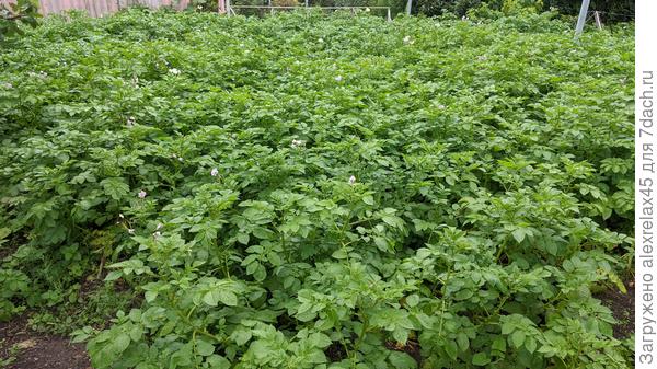 участок выглядит получше, но хотелось бы предупредить "расползание" заразы