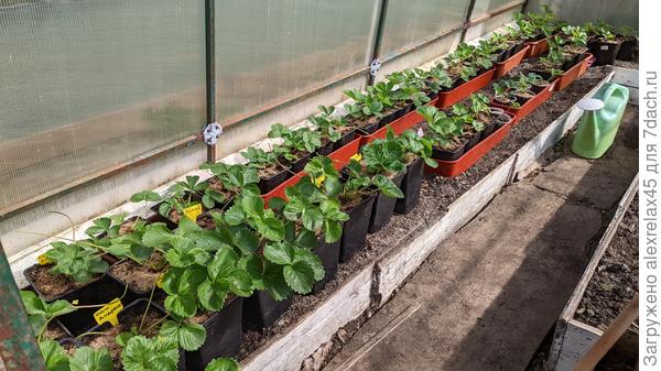 Часть юнцов ещё в тепличке