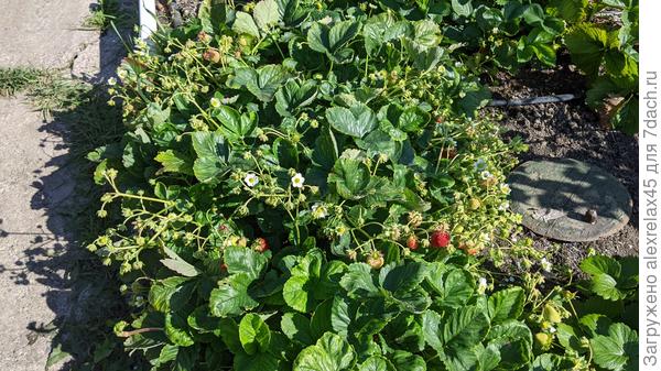 Елизавета 2 на второй год раскачалась, нужно было убрать часть цветоносов