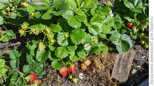 Фото оттуда же