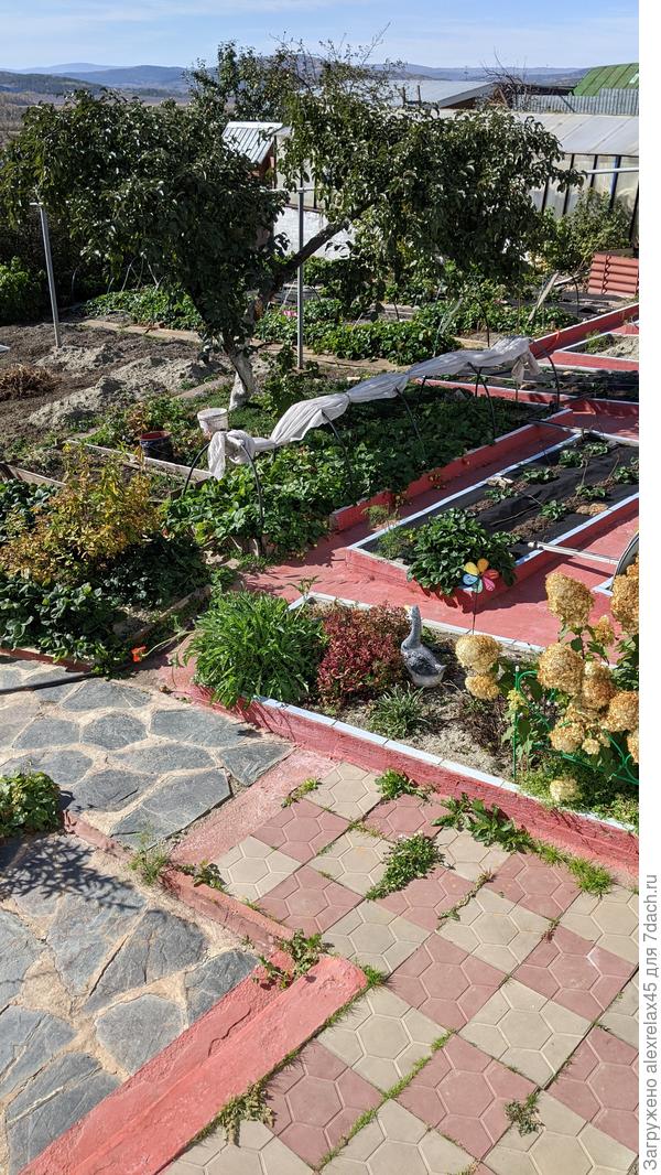 Гусь по прежнему охраняет грядки , не смотря на то , что основной урожай уже собран.