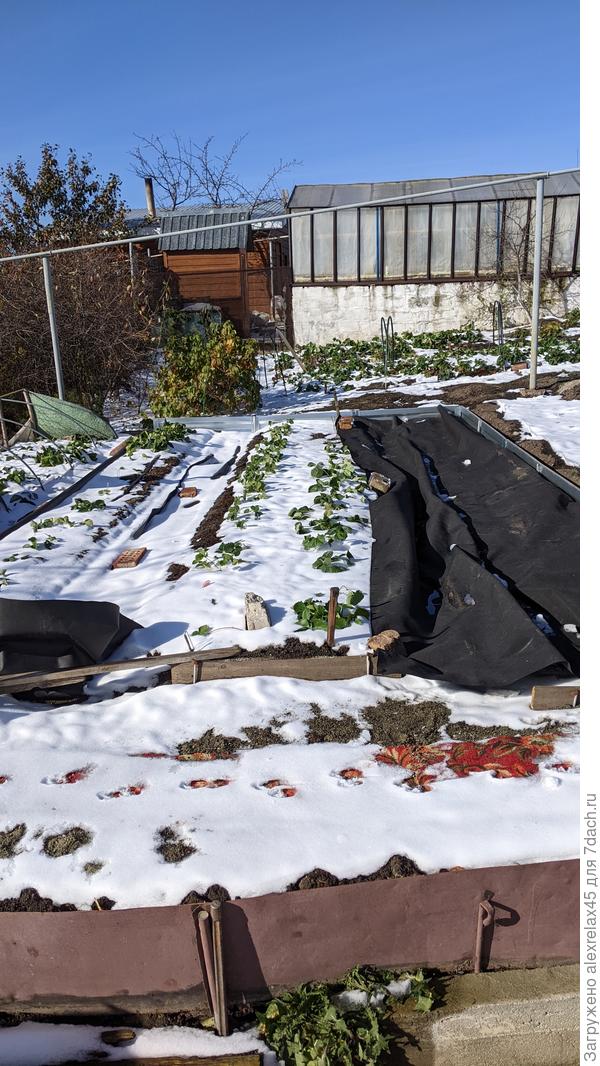Часть земляники высажена на новые грядки . В перспективе под укрытие чехлом из спанбонда на каркас теплички 3х6 . Перед снегом откидывал укрывной , чтобы не потерять влагу небесную . Он очень высокой плотности , влагу практически не пропускает .