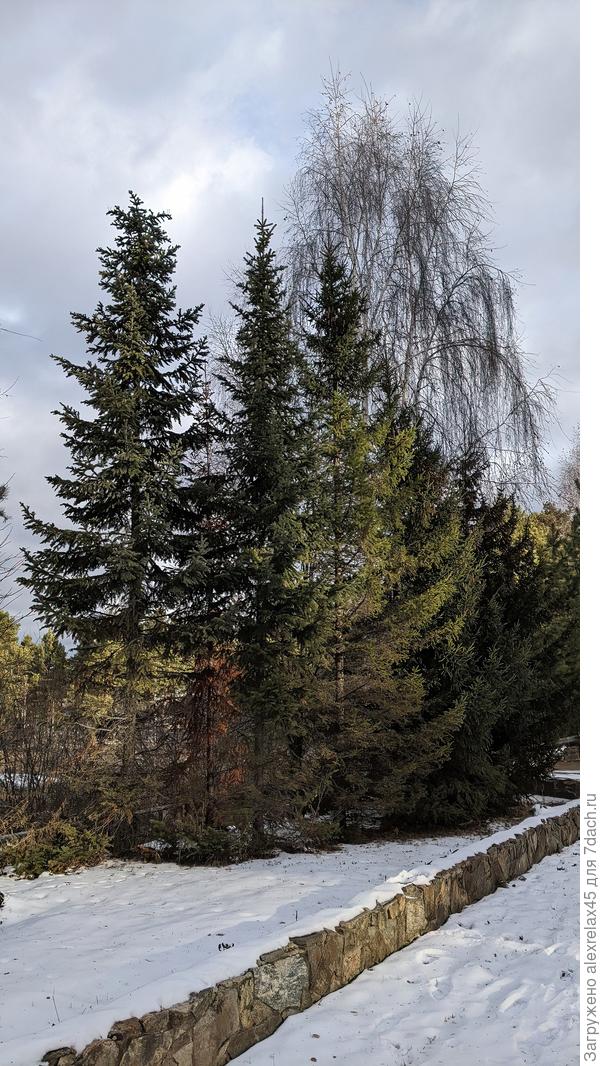 Ёлочки в нашем регионе - большая редкость . В основном можно встретить в частном секторе .