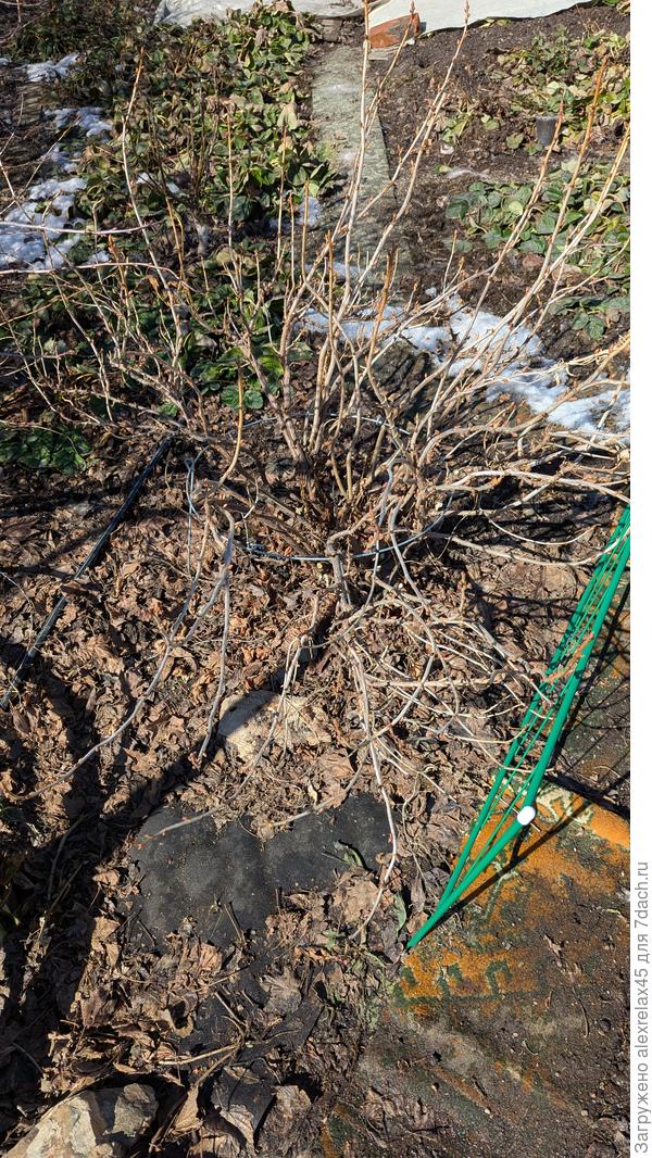 Обрезку сделал , а не слишком много веток оставил ?