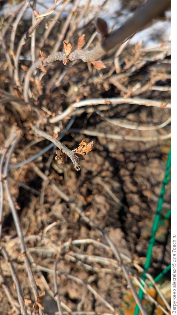 Почки набухли