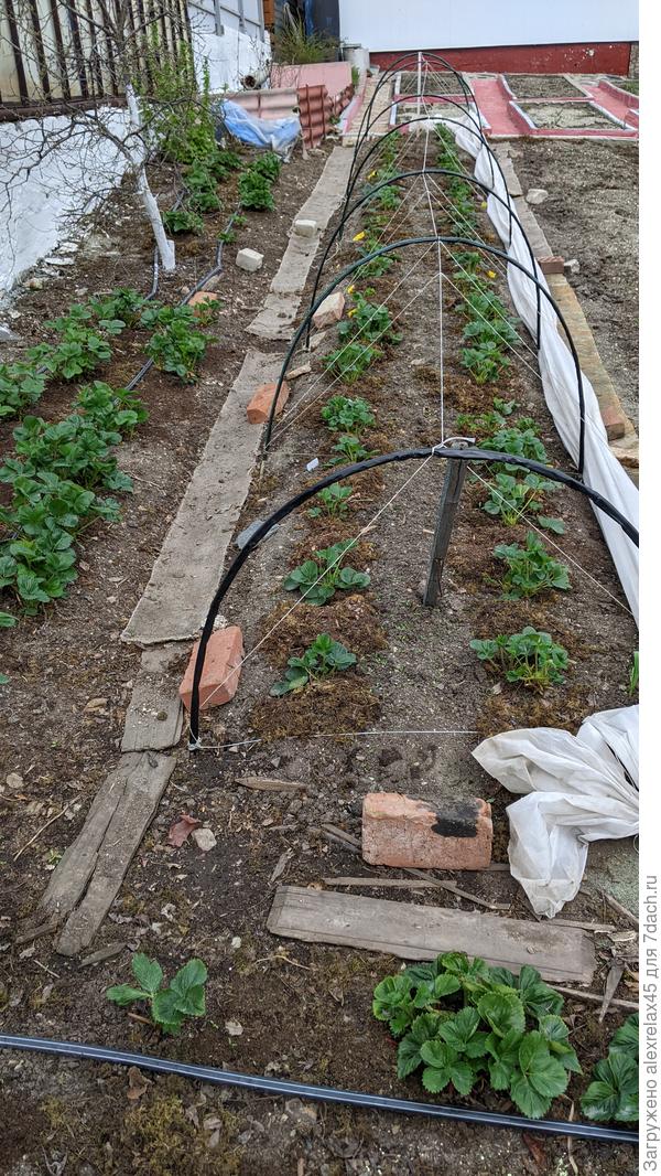 Здесь было три грядки с дугами . С двумя распрощался , оставил одну .