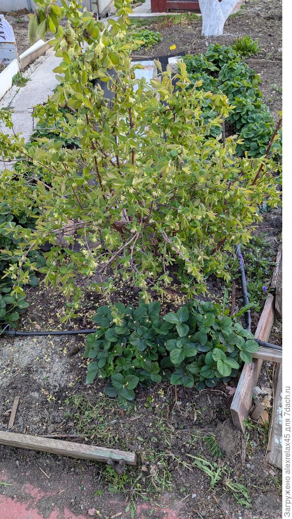 Жимолость с цветом поспешила. Почти все цветки уже на земле .