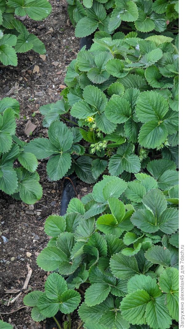 Землянику подморозило частично . Лучше всех перенесла Купчиха . На одном из кустов выбросила цветоносы.