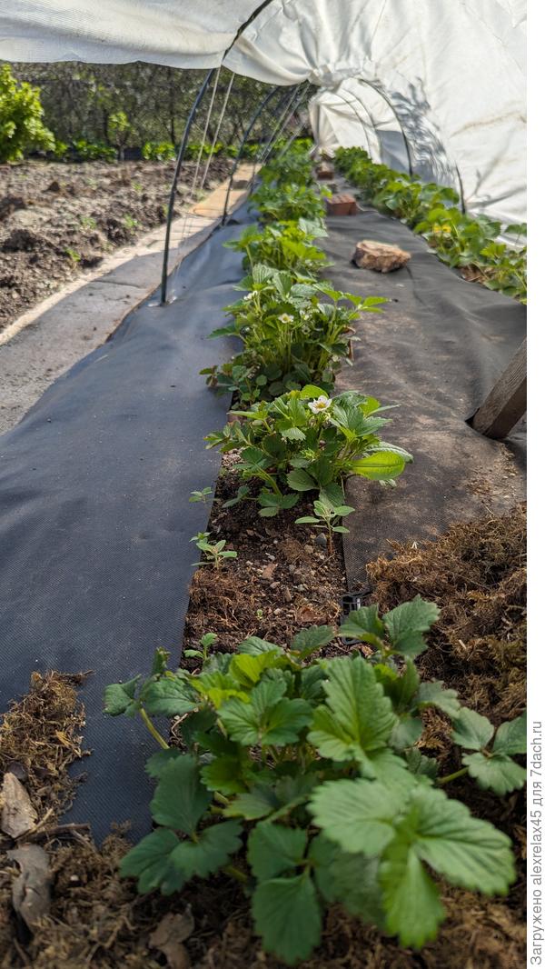 Около 10 кустиков Флорентины и ещё несколько Хадемара . Флорентина по вкусу очень удивила . Высеивал в прошлом сезоне . Вкус очень схож с Хадемаром. Как-будто ароматная карамелька из детства . Помните &quot;Викторию&quot; ?  Но эта - именно &quot;карамелька&quot;. Никогда ничего подобного не пробовал , а сравнить есть с чем . Очень вкусные Азия, Мурано и Элиане отдыхают . Понимаю, что при переопылении мог получиться уникальный сорт . Сортовых ягод Флорентины и Хадемара не пробовал .