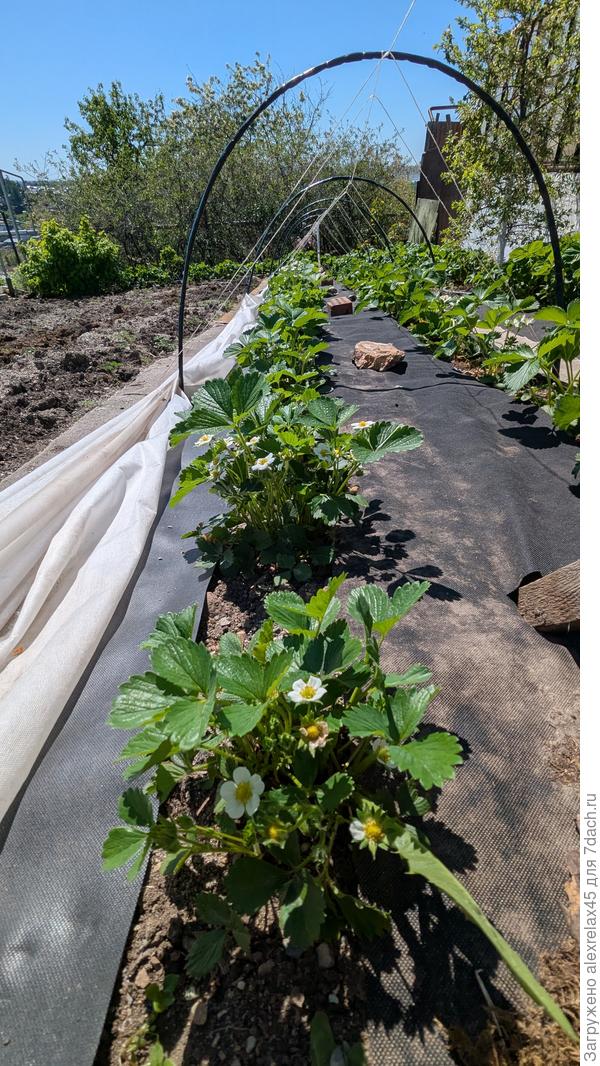 Флорентина спешит завязать вкуснейшую ягоду