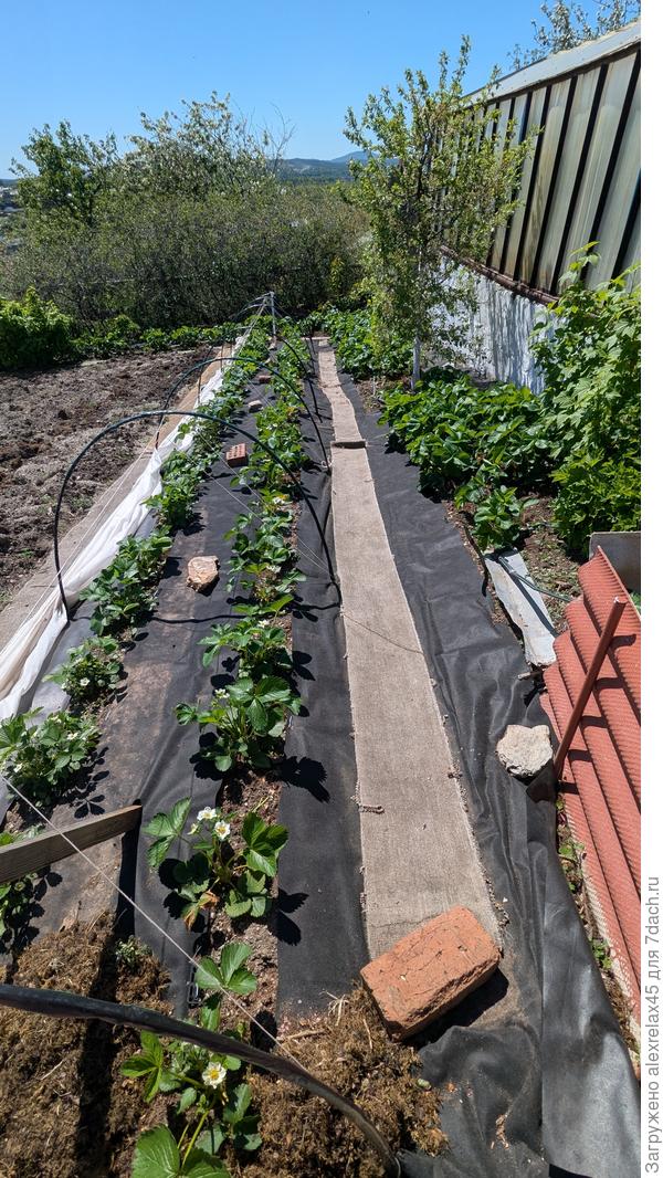 Для 10-метровой грядки сделал укрытие. На ней новые испытуемые сорта и отлично зарекомендовавшие себя уже проверенные. На грядке справа у фундамента - Азия и Элиане размерами своего листа хотят продемонстрировать своё преимущество