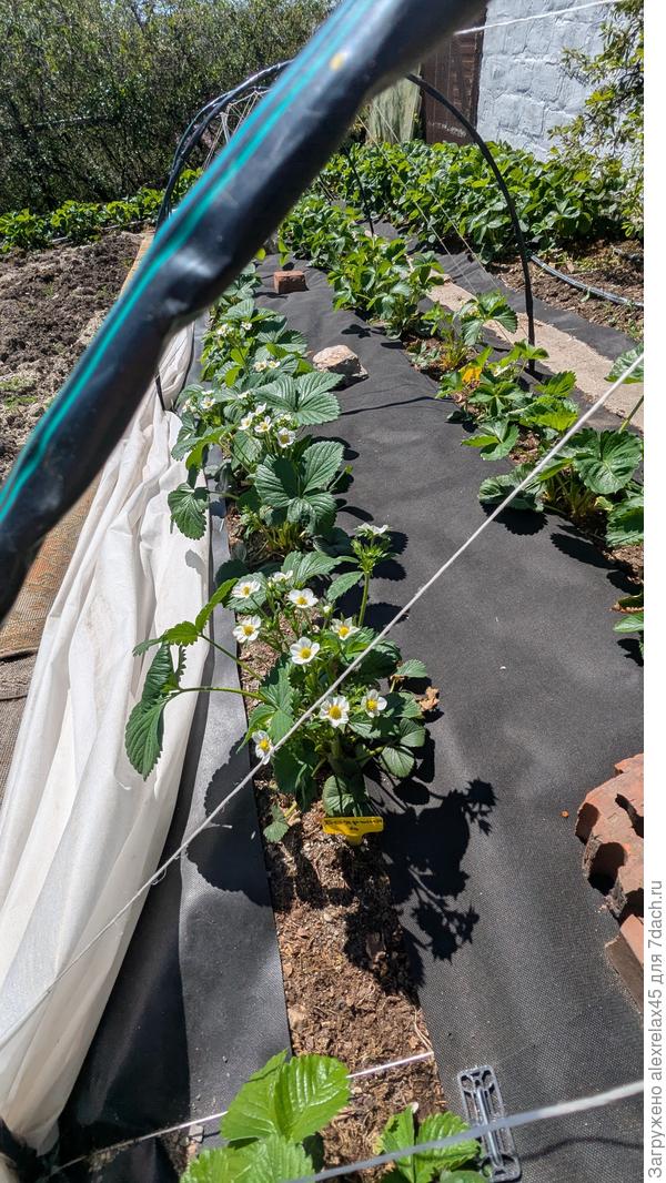 Земклуника Боярыня в прошлом году дала много саженцев. Из-за ограничения в площадях оставил всего 6 кустиков, о чём начинаю сожалеть. Плутовка выстрелила к небу необычно стройные и красивые цветоносы. По ягоде потом отчитаюсь