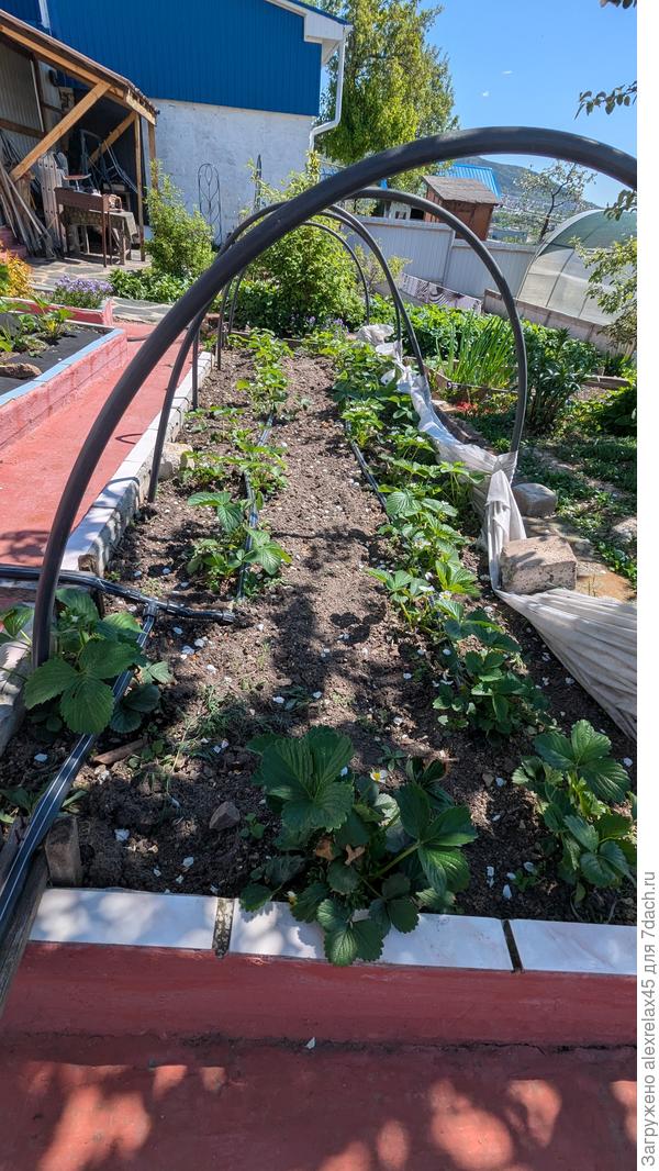 Мурано в прошлом году плодоносила достойно - как материнские кустики, так и с розеток усов. Ягода на вкус очень хороша, но к серой гнили устойчивость самая низкая