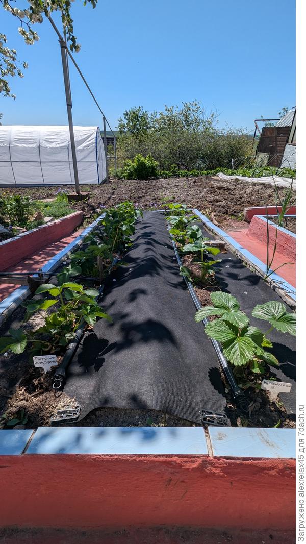 Кардинал по размеру листа уделал Гиганта Джорнея . Правда, уже удалил кучу усов...