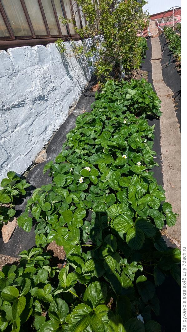 Элиане и Азию высаживал в позапрошлом году близко. У фундамента был ещё ряд Флер. Разрослись и сомкнулись