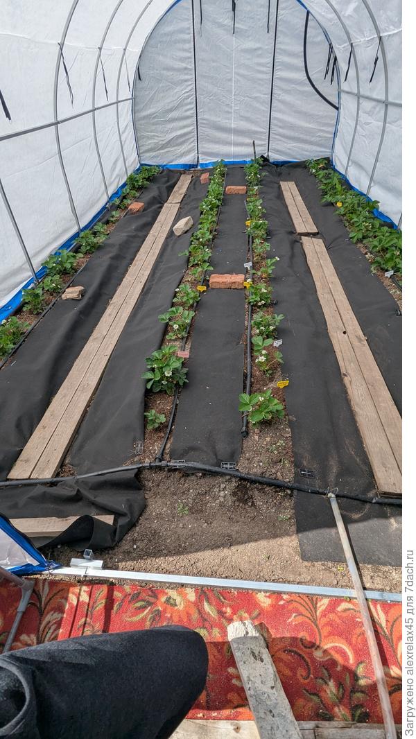 Часть ремонтантов поместил в тепличку 3х6 с чехлом