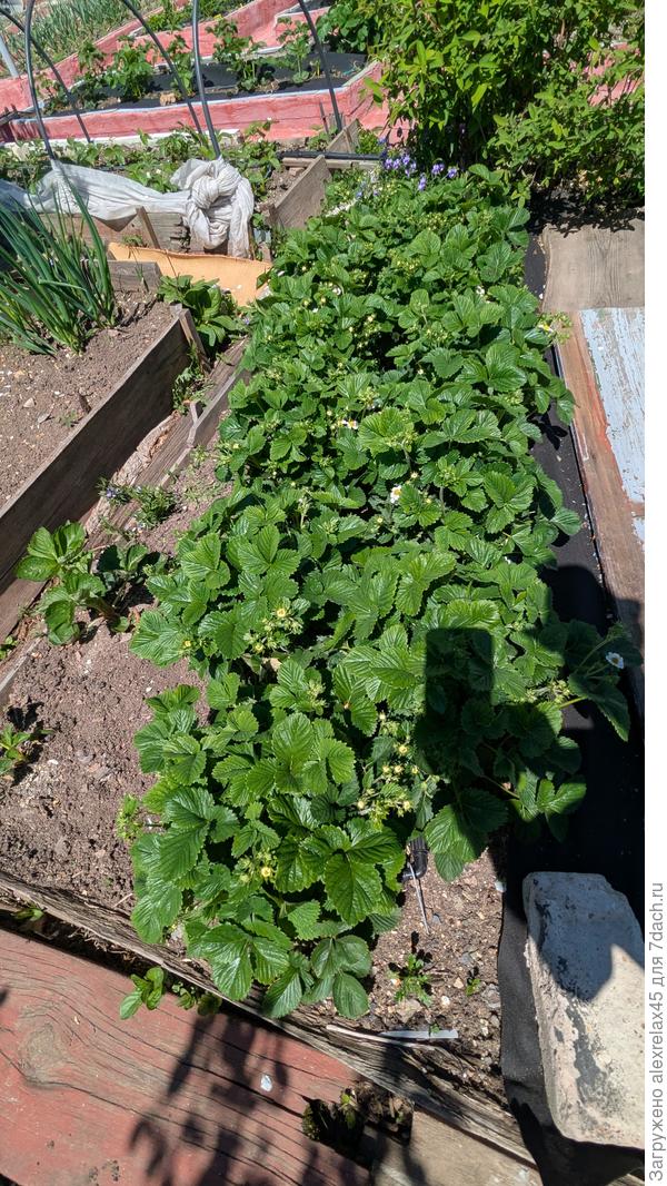 Хотел Купчиху причесать, удалив 2/3 цветоносов. Решил не трогать - пускай делает что хочет