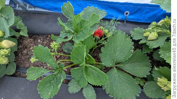 И листики тоже  - не думаю, что слизни будут забираться так высоко.