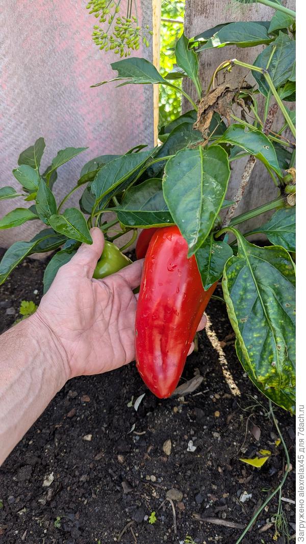 Сорт &quot;Болгарец&quot;