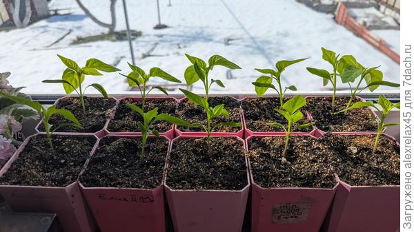 Приехал , полил перчики . Хилые они какие-то , прозрачные . Посев 15 февраля сразу в 700-граммовые стаканчики .