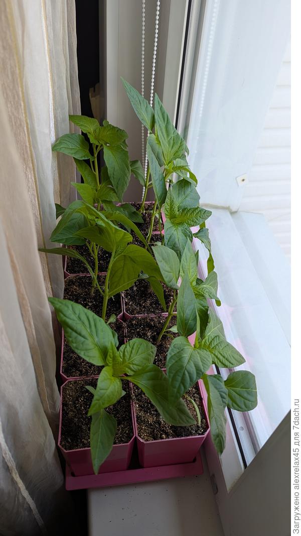 расчехвостились