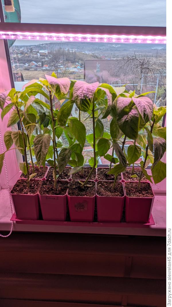 Через день после обработки Фосто листики слегка скрутились , наблюдаю