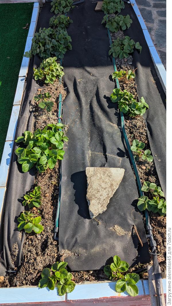 После утреннего заморозка