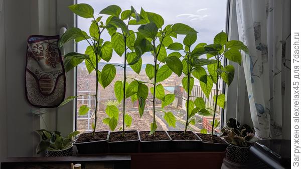 Горшки 2 литра . Высота 50 см. Недели через три пойдут в ОГ. Если погода позволит....