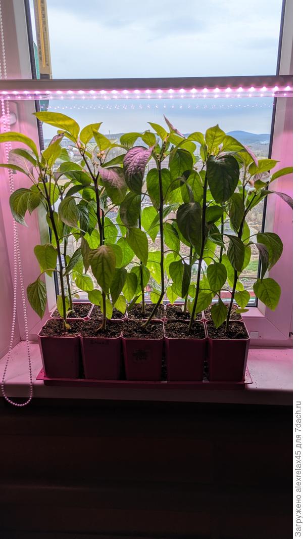 Горшки 0.7 л., высота 40 см. , половину самых рослых через неделю планирую высадить в теплицу .