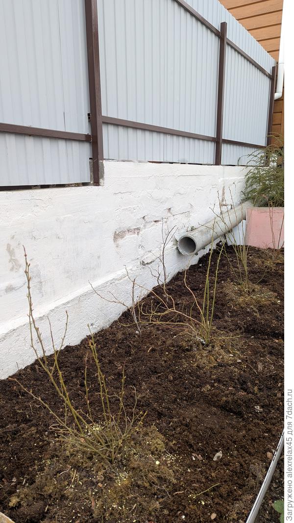 Высадил сегодня