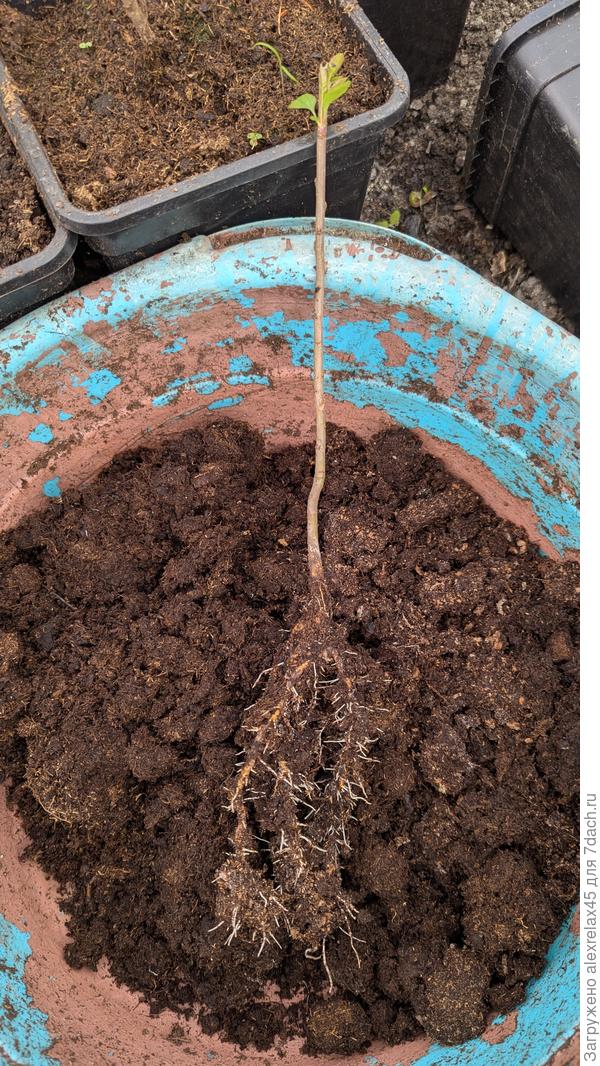 Невнятные отщепенцы в кислом торфе закучерявились