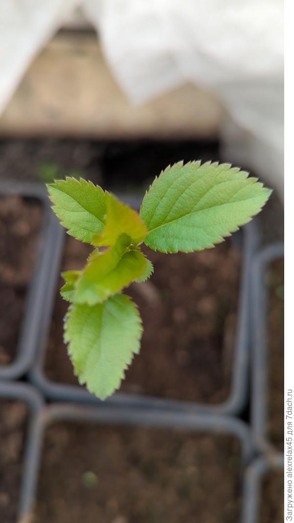 Как бы "Дюк" , а больше похоже на "Дук"