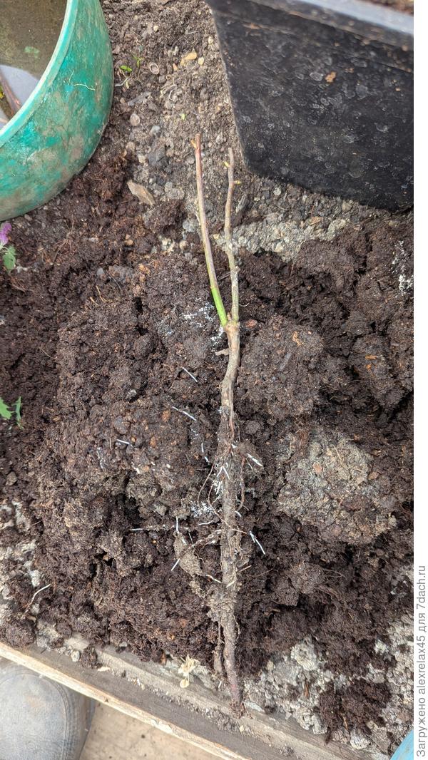 Блюкроп выдвинул немного белых корешков