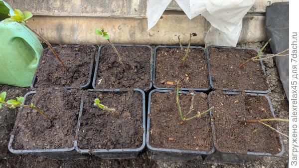 После "рокировки" грунтов