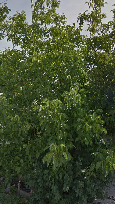 Таким было дерево до спиливания одного из стволов энергетиками. Росло хаотично во всех направлениях, как гигантский куст.