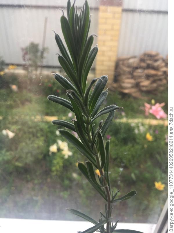 Верхушечка