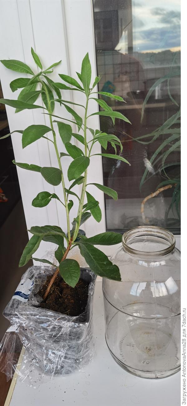 Рододендрон Голден Лайтс 3л