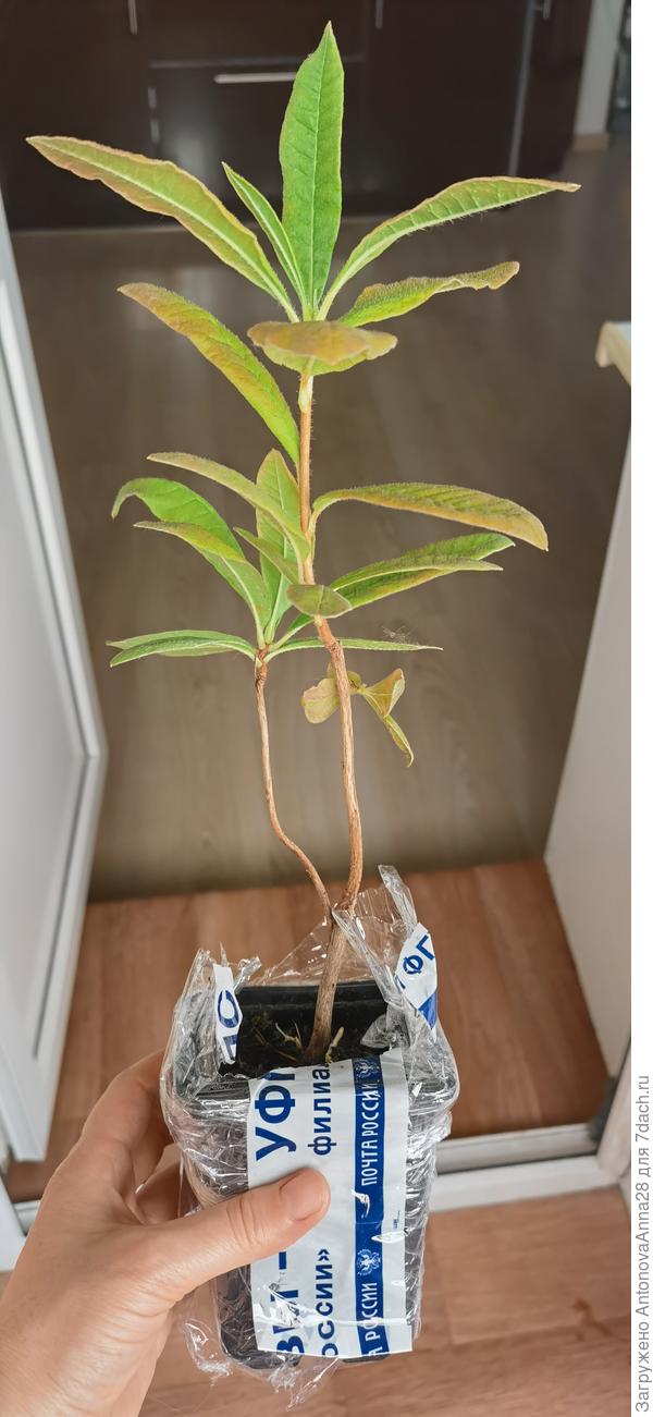 Рододендрон Шнееголд