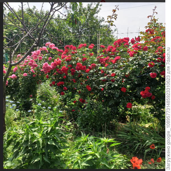 Розариум Ютерсен слева