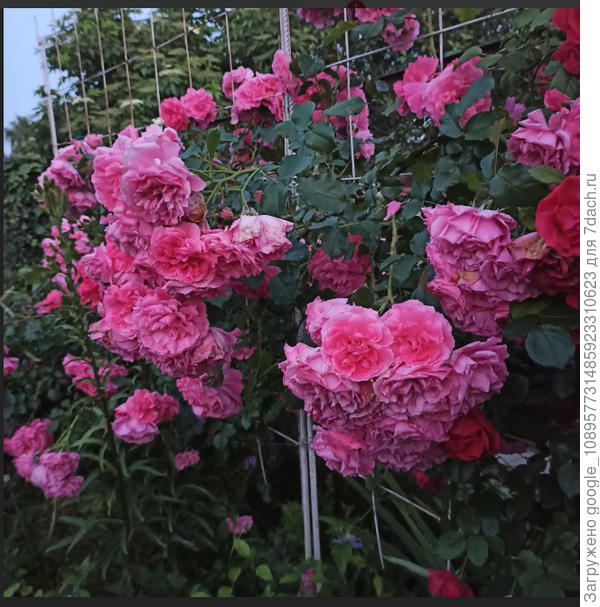 Розариум Ютерсен