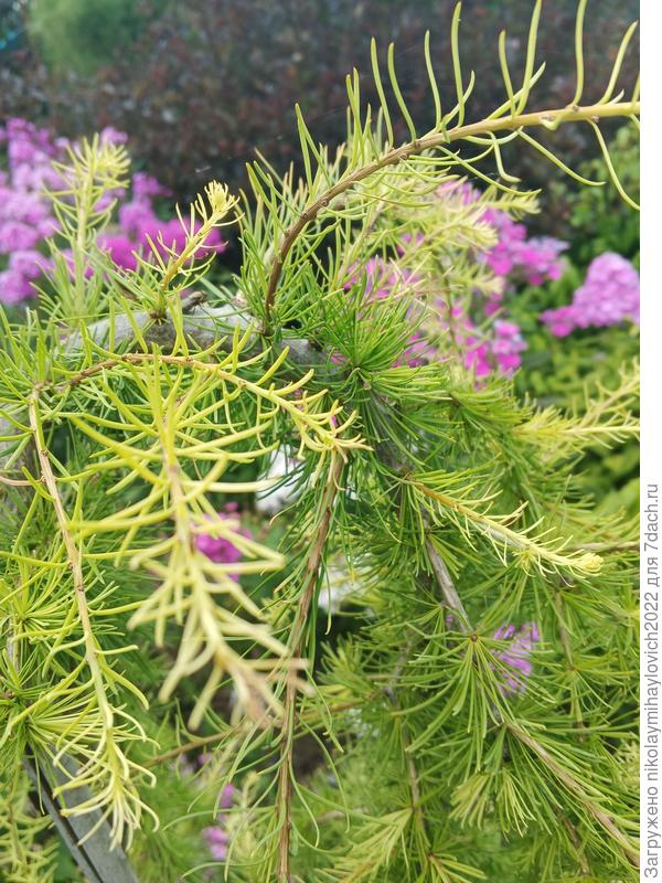 лиственница 5