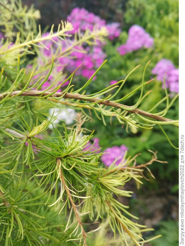 лиственница 2