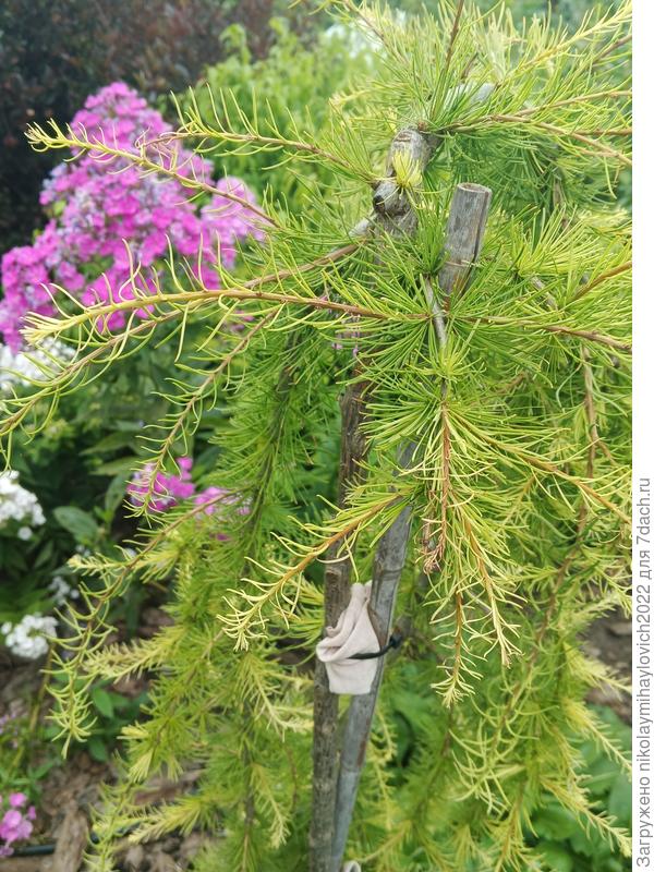 лиственница 3