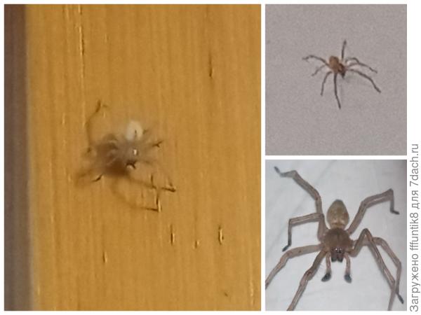 К чему заползает паук. Маленький паук. Пауки на филиппинах. Паук заполз в дом. Пауки в доме приметы.