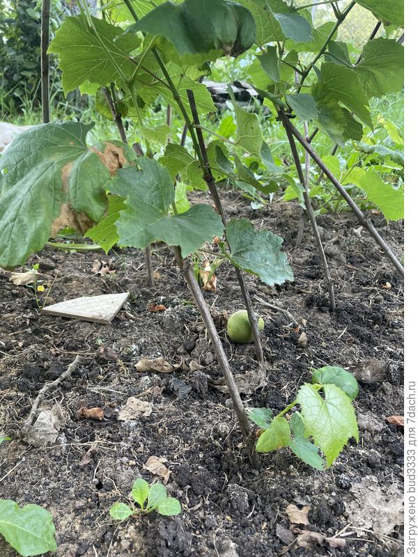 Вот у земли побег. На до обрезать верх!