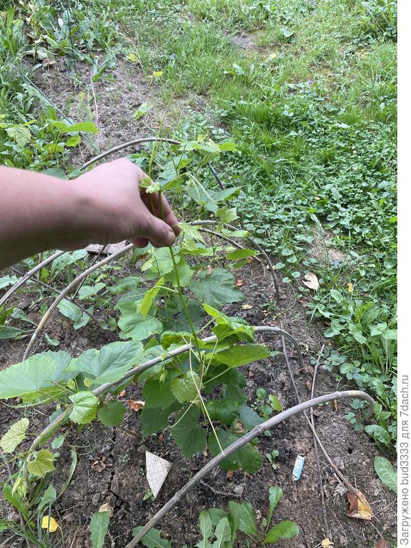 Вот длинна и не за что хвататься пока.